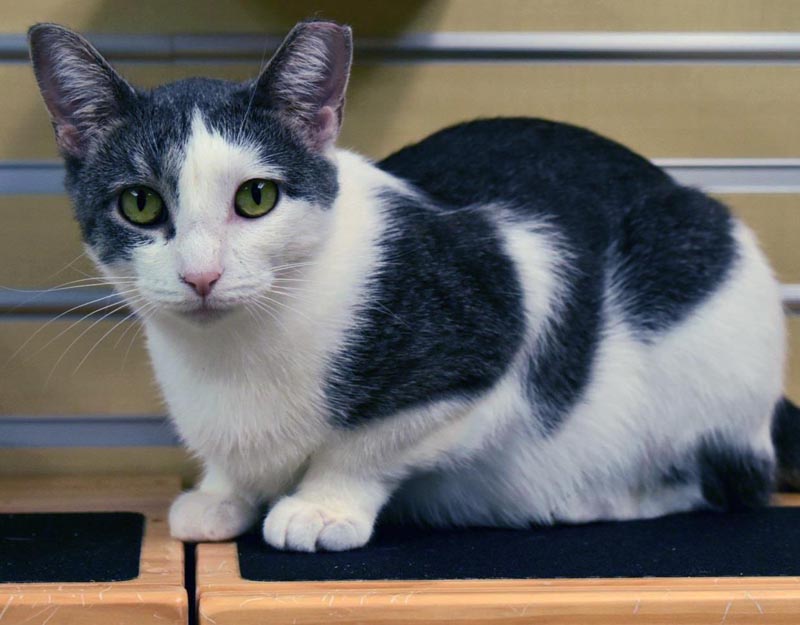 Piney #22497: Female Cat