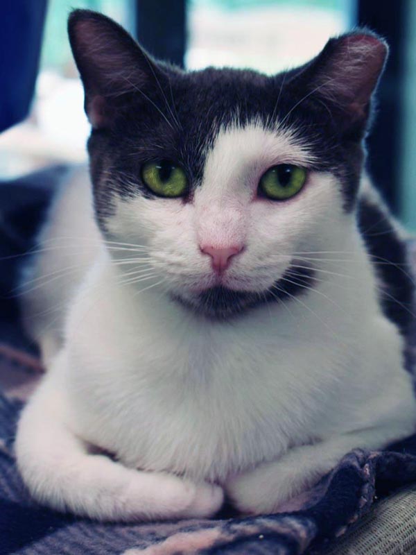 Acacia (Working Cat) #22574: Female Cat