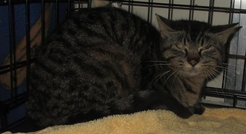 Felicia (Working Cat) #22705: Female Cat