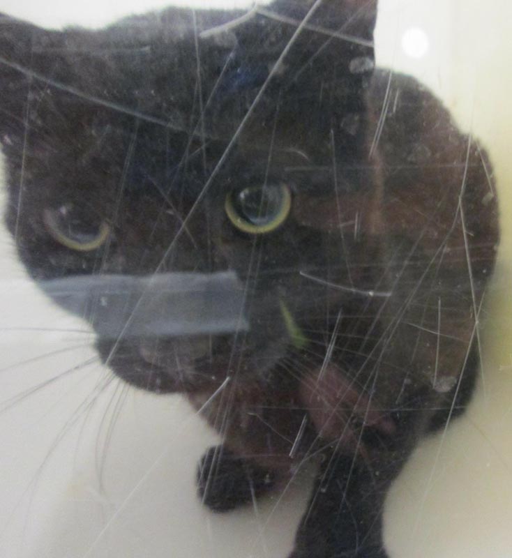 Mosby (Working Cat) #22773: Male Cat