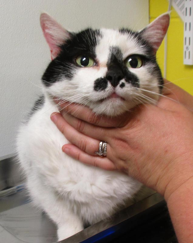 Lady Pepper #22924: Female Cat