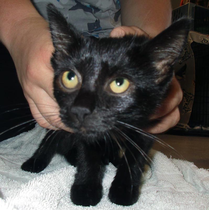 Dark Phoenix #22971: Female Cat