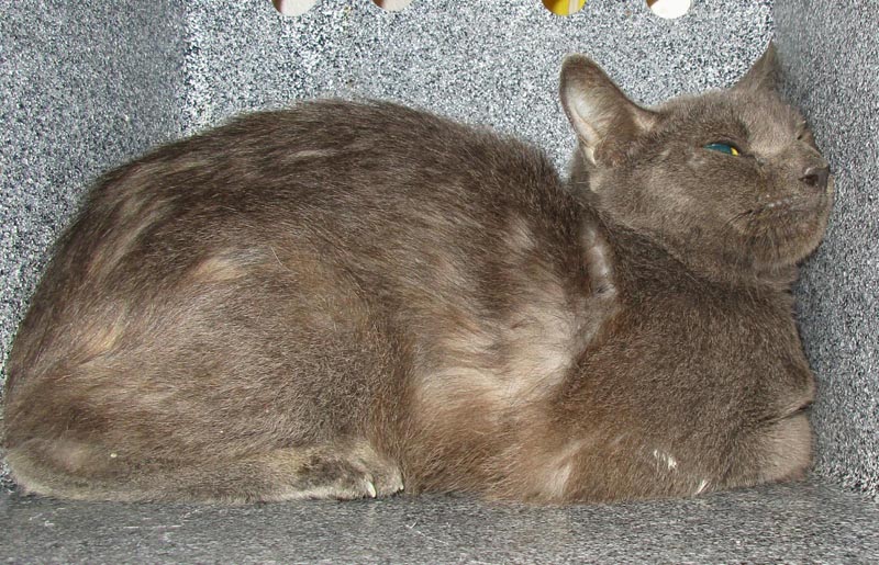 Moonstruck (Working Cat) #23021: Female Cat