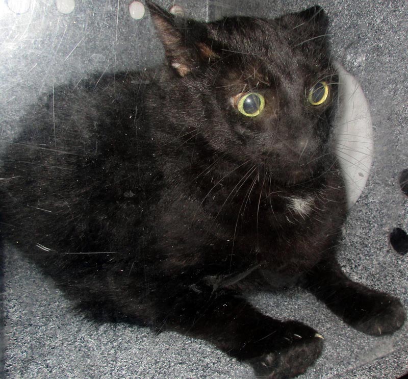 Teeny (Working Cat) #23073: Male Cat