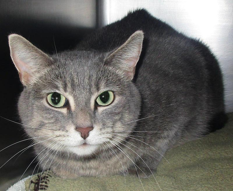 Shadow #23144: Female Cat