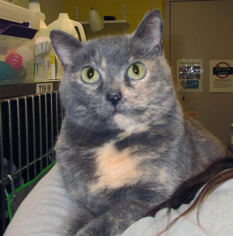 Fuzz #23188: Female Cat