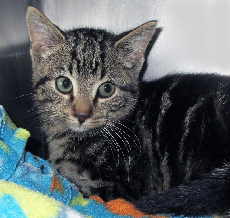 Cesium #23208: Male Cat