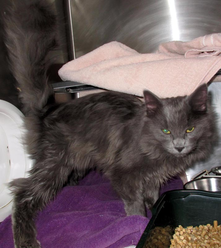 Voltaire #23230: Male Cat