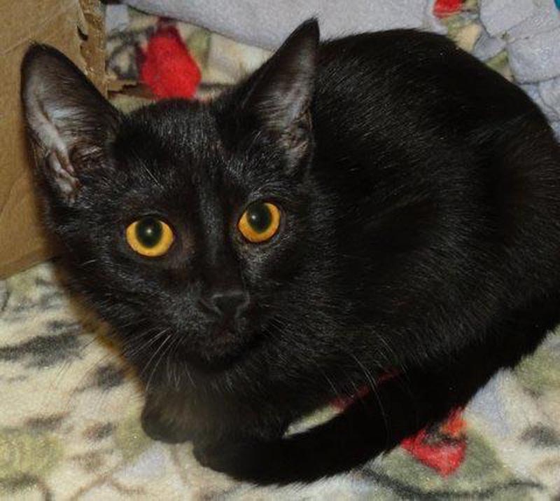 Black Panther #22968: Female Cat
