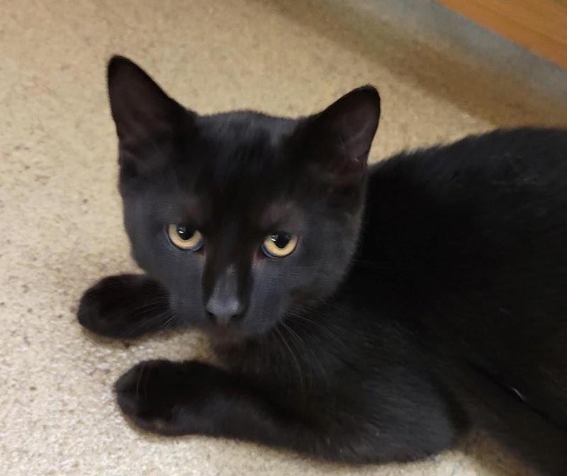 Chappie #23066: Male Cat