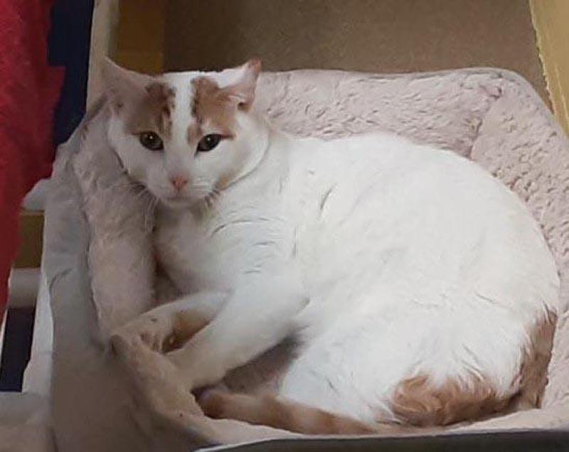 Chicken (Working Cat) #22708: Male Cat