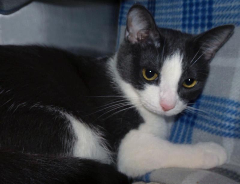 Jedsen #22156: Male Cat
