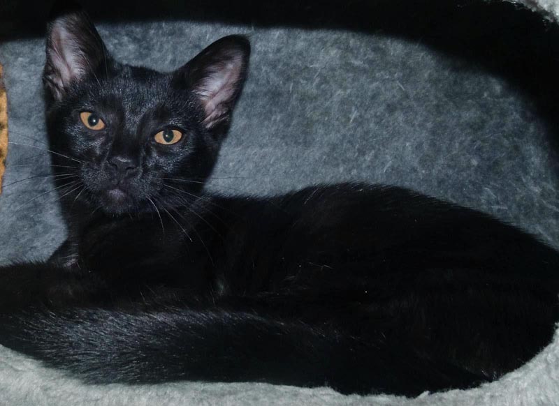 Sterling #22831: Male Cat