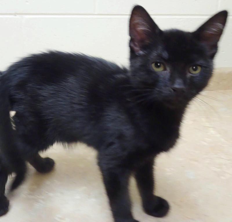 Kojak  #22889: Male Cat