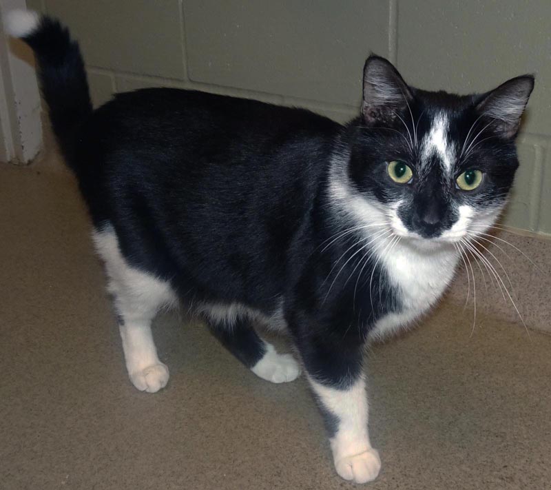 Shenzi #22878: Male Cat