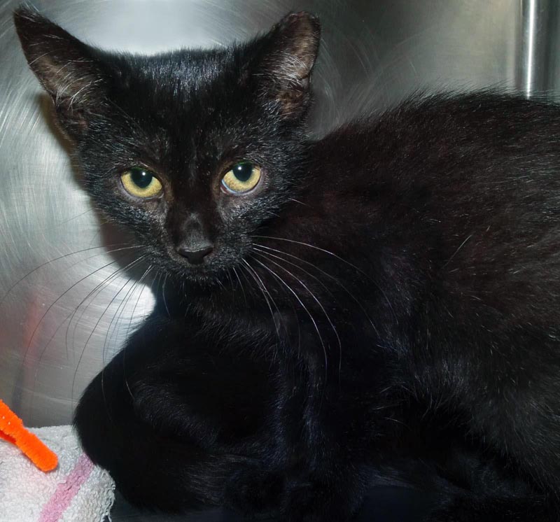 Wolverine #22962: Male Cat