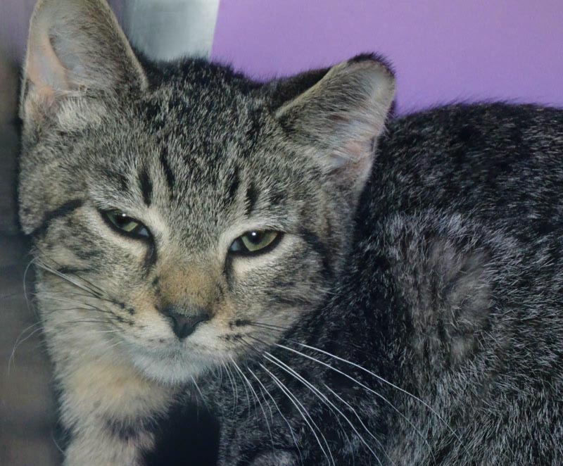 Batman #22961: Male Cat