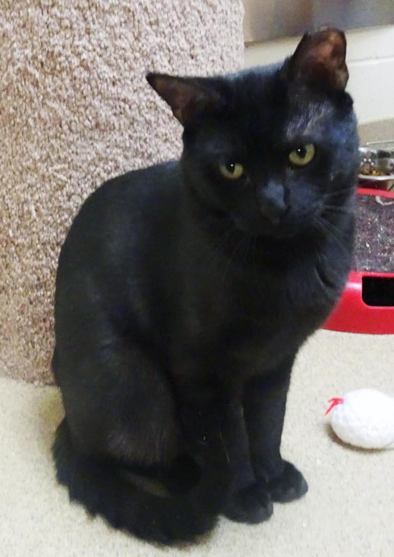 Ritz (Working Cat) #22511: Male Cat