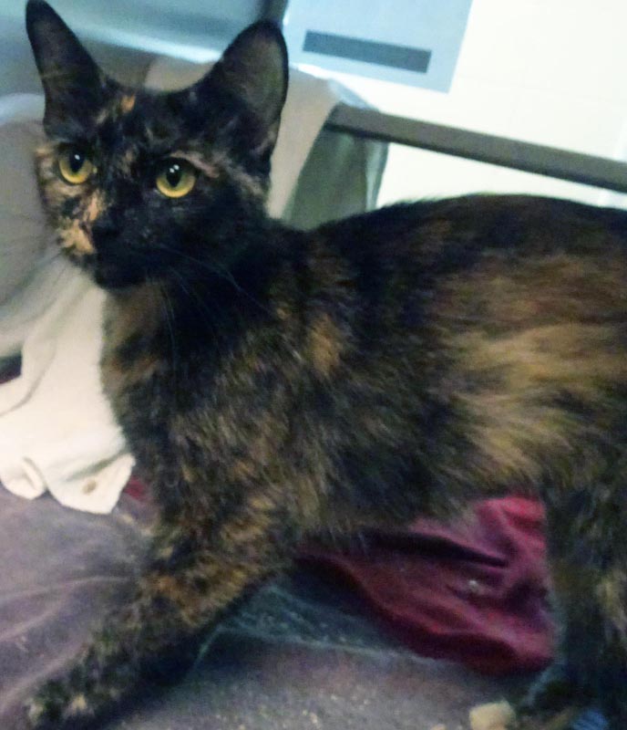 Whinny #22766: Female Cat