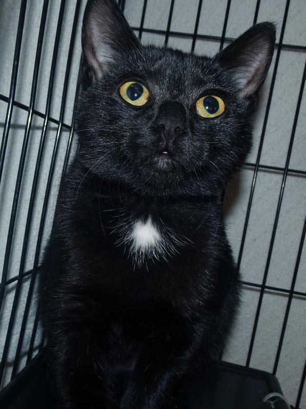 Spaghetti #22979: Female Cat