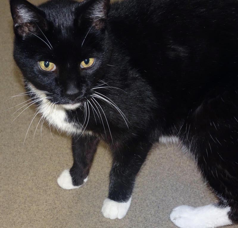Robby #22980: Male Cat