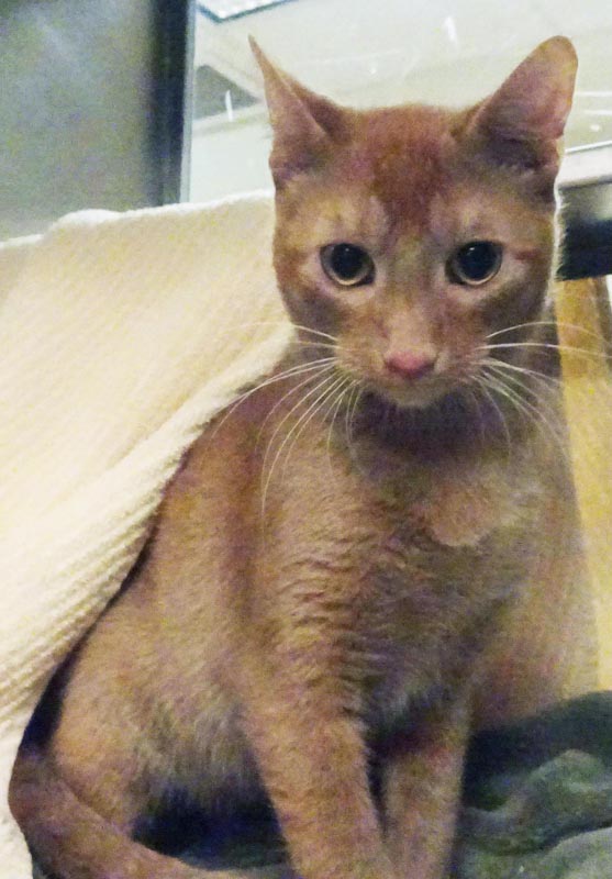 Jacco #22985: Male Cat