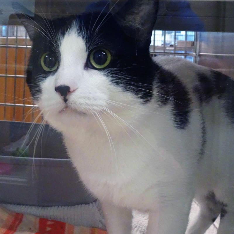 Mila #22464: Male Cat