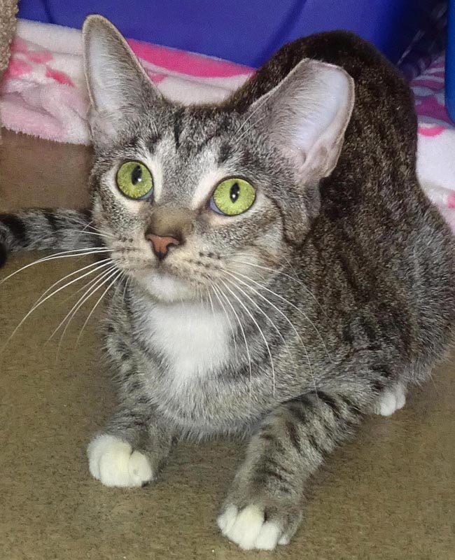 Sam I Am (Working Cat) #22575: Female Cat