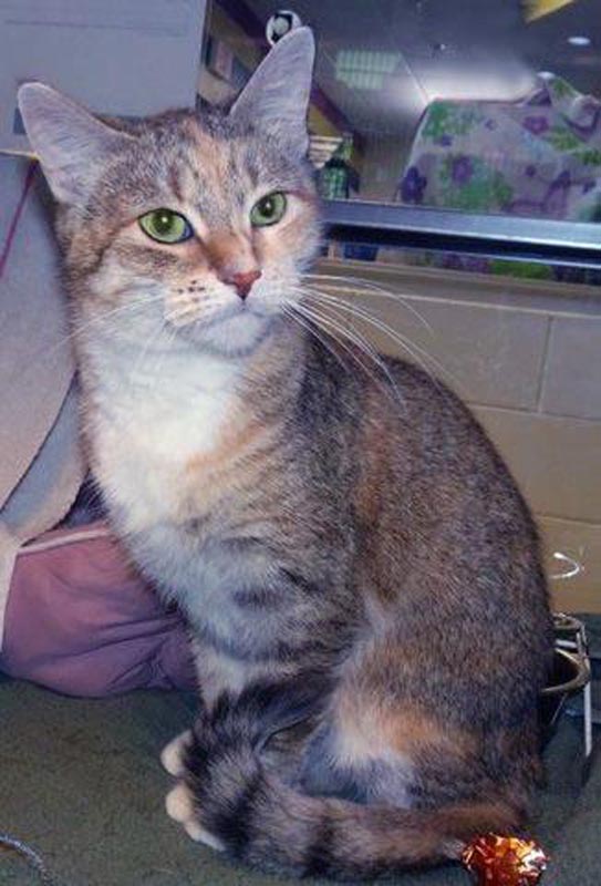Mischa #22758: Female Cat