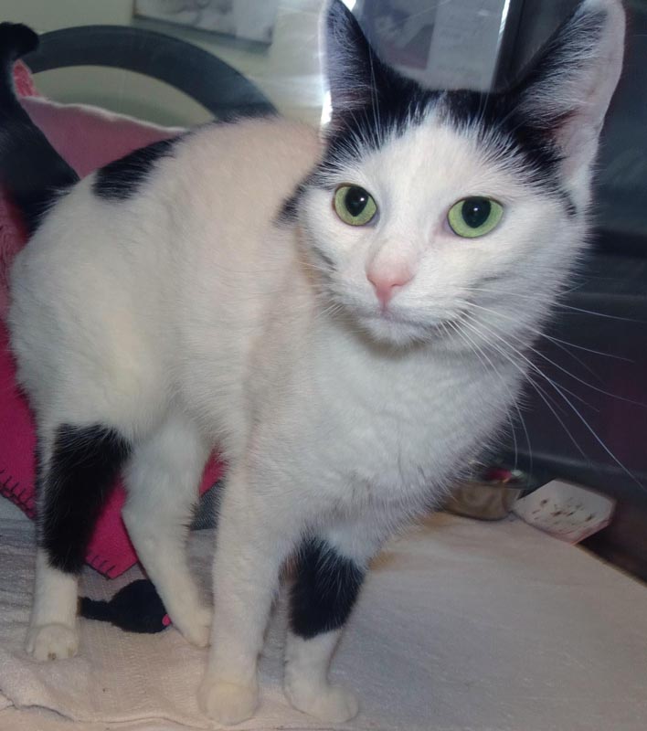 Velvet #23013: Female Cat