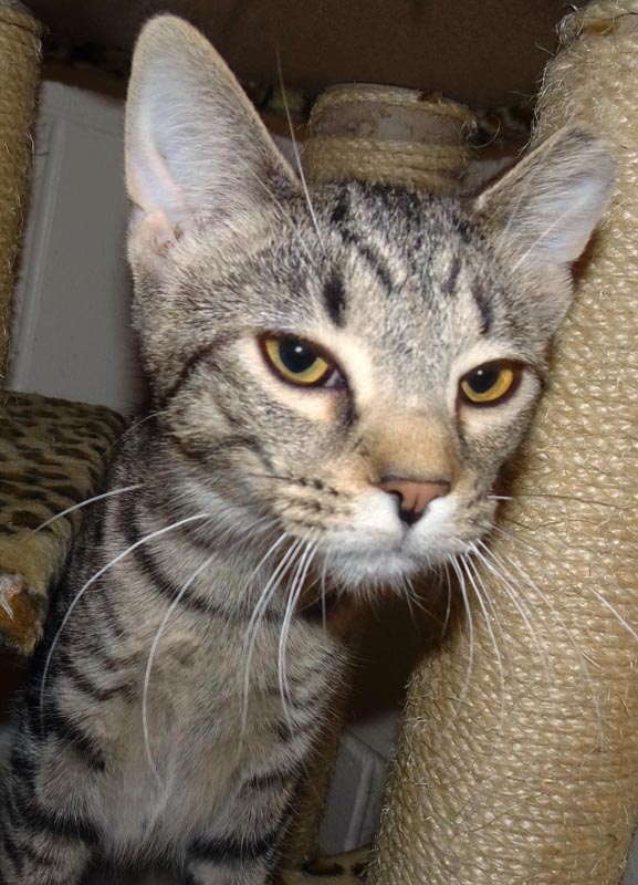 Aquawoman #22970: Female Cat