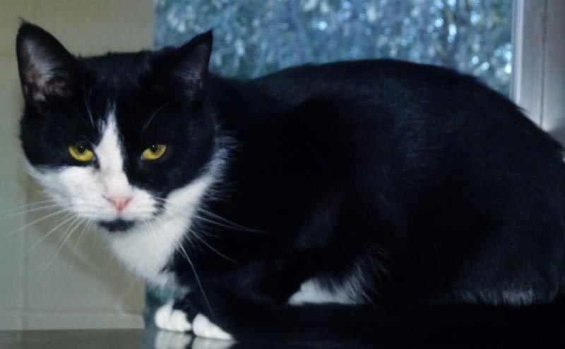 Claribel #22815: Female Cat