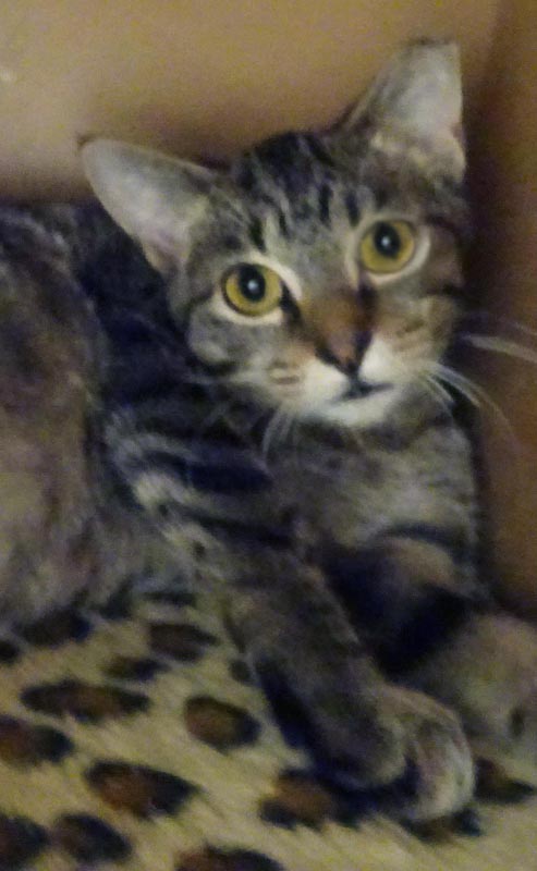 Anaconda #22966: Female Cat
