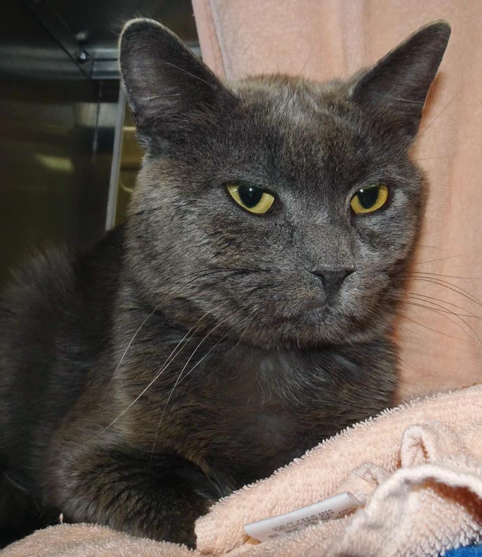 Piedmont #23168: Male Cat