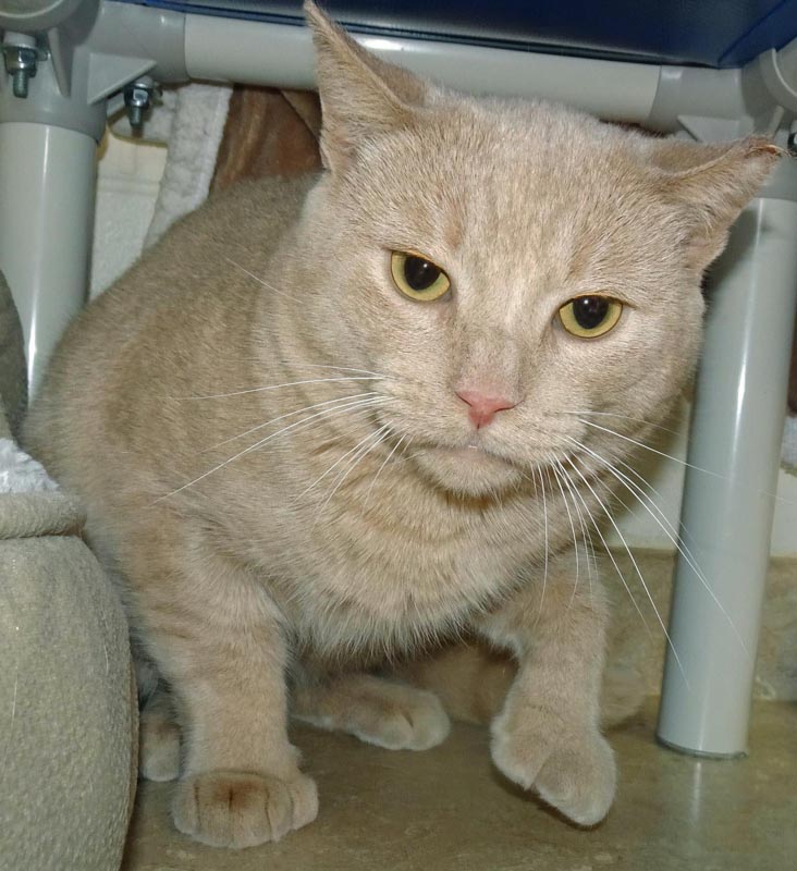 Bandy (Working Cat) #22993: Male Cat