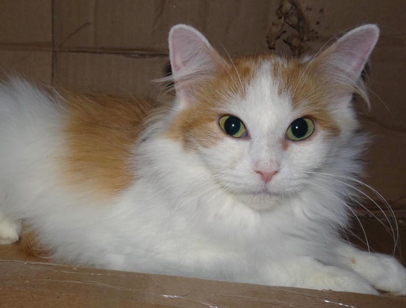 Goldilocks #23160: Female Cat