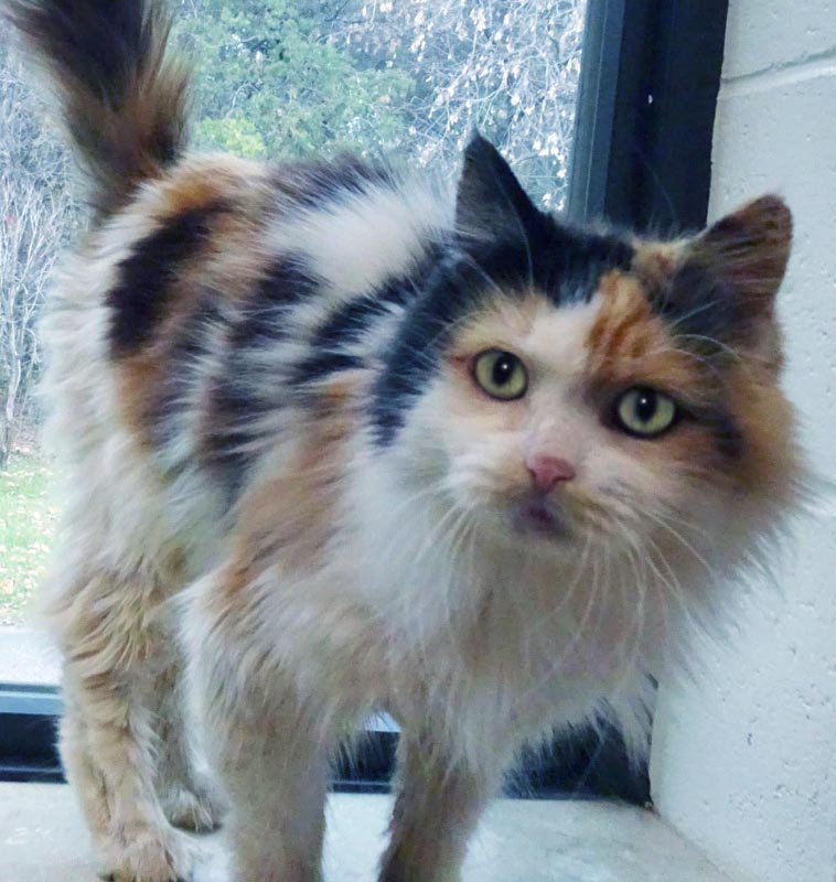Ruth #23184: Female Cat
