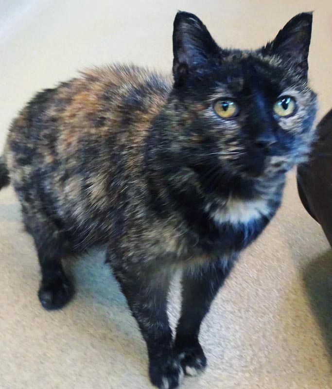 Ceciley #23103: Female Cat