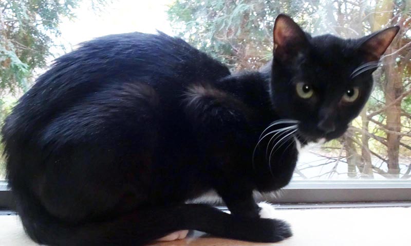 Corbin #23196: Male Cat