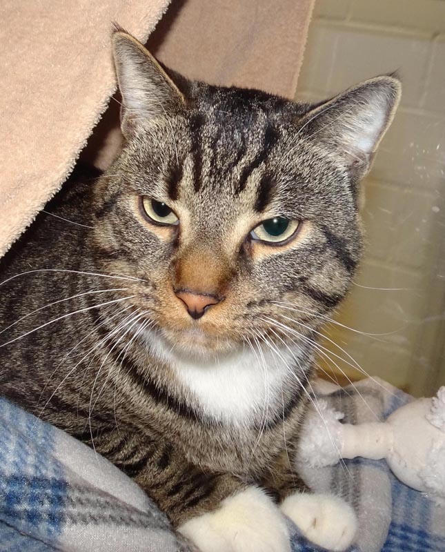 Kestis #23207: Male Cat