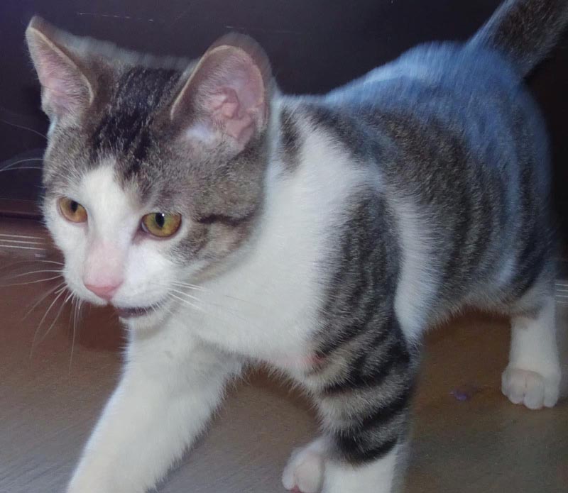 Paw Mccartney #22914: Male Cat