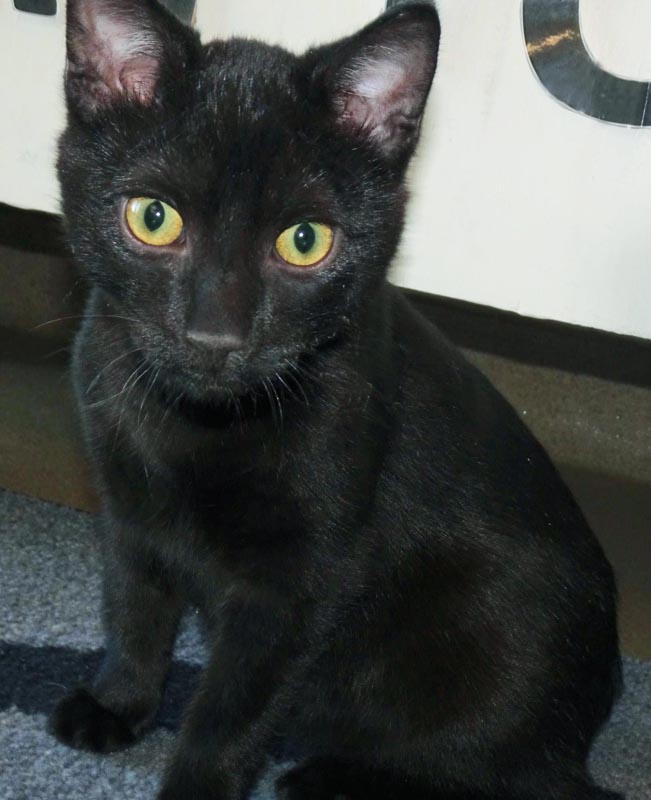 Neil Catrick Harris #22913: Male Cat