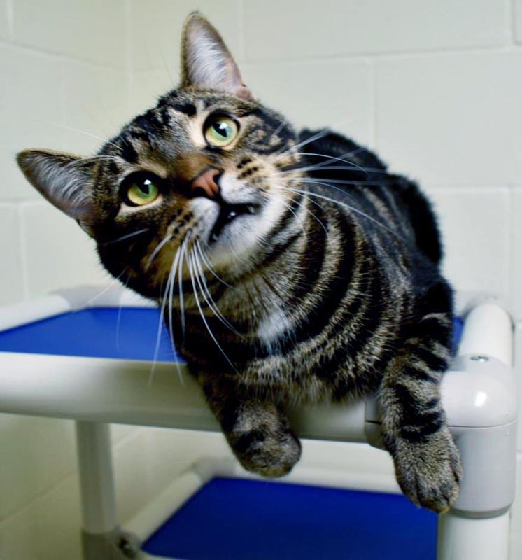 Theodore #22548: Male Cat