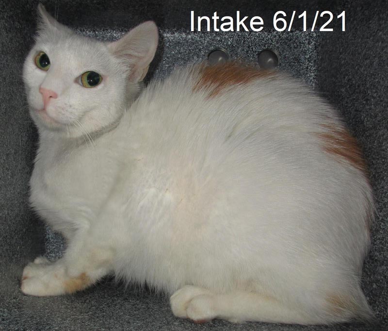 Falafel (Working Cat) #22683: Female Cat