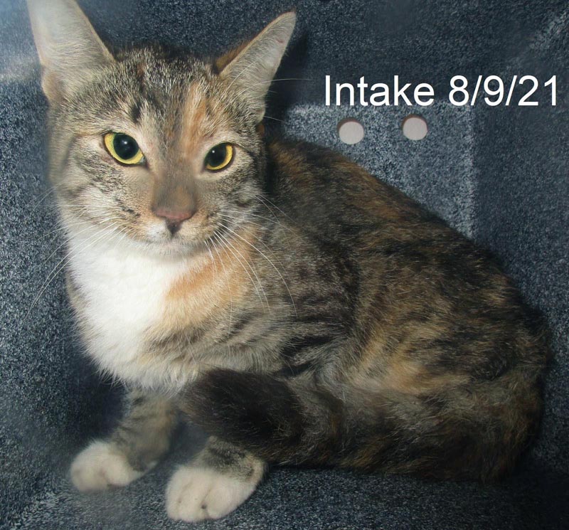 Ghiradelli (Working Cat) #22942: Female Cat