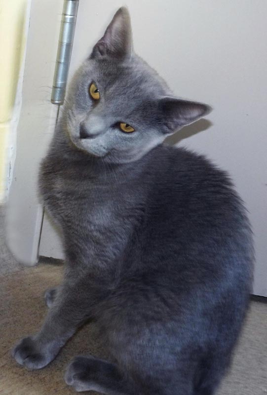 Jack (BCHS Omar) #19817: Male Cat