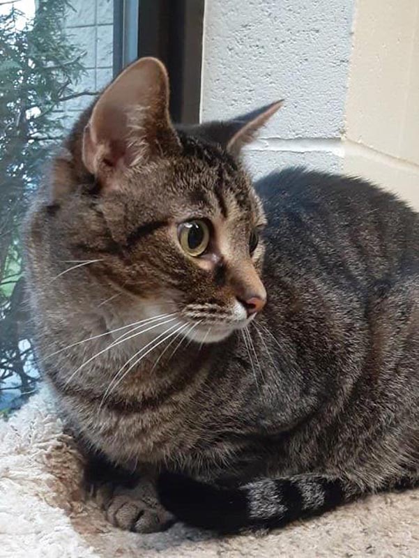 Rizzo #22944: Male Cat
