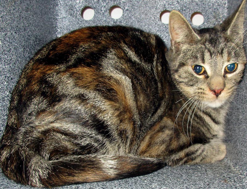 Eris