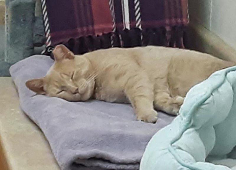 Bandy (Working Cat)