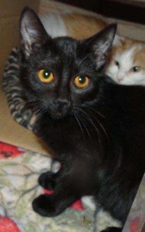 Black Panther